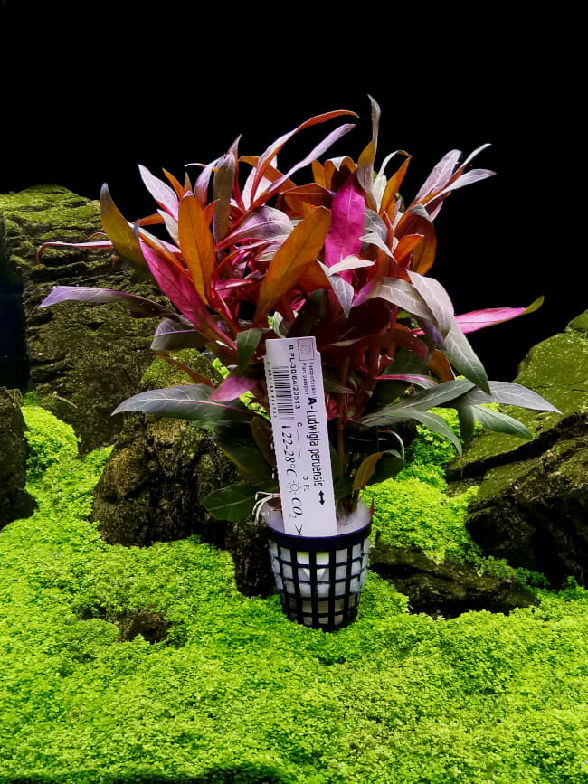 Ludwigia peruensis rośliny akwariowe koszyk xxl